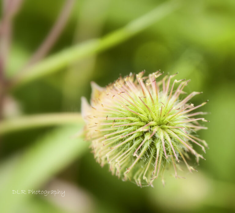 #4 Budding