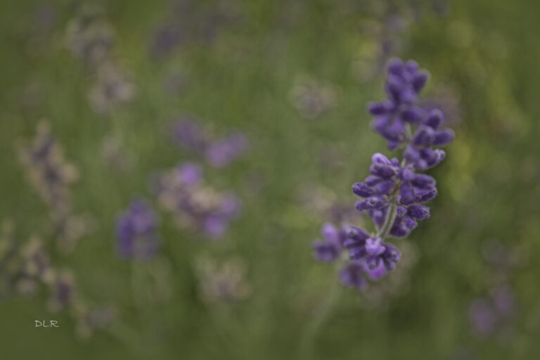 #5 Some see a weed..