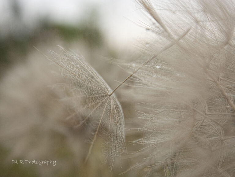 #6 In the Wind