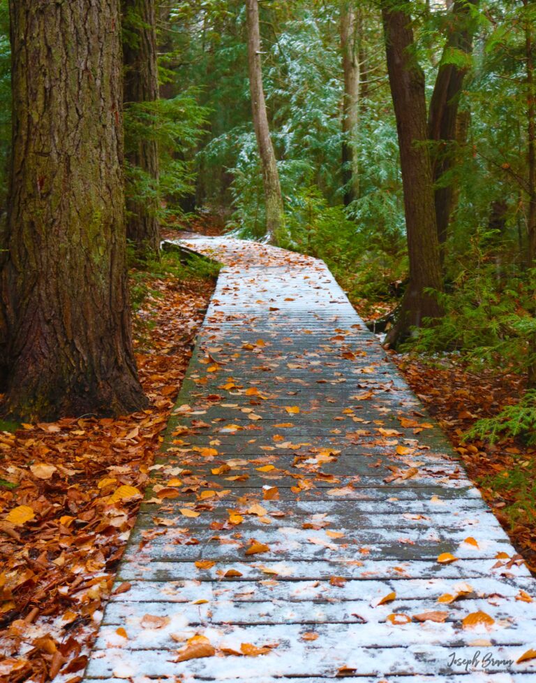 Autumn-Boardwalk