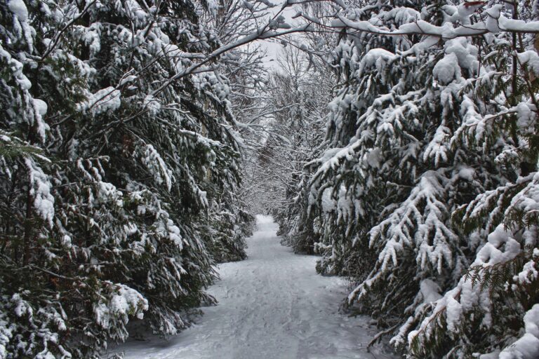 Tunnel-of-trees-Sherriff-Creek